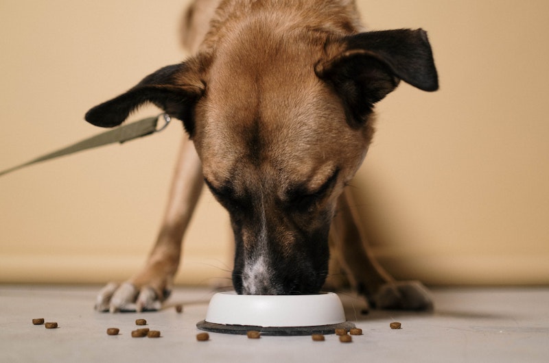 狗糧與狗的健康關聯性探討：揭開風乾糧的養寵秘密